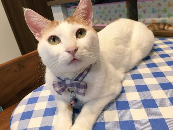 新しいクッションが気になる猫