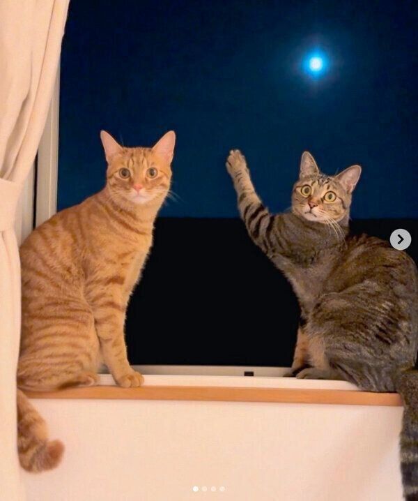 窓際に集合するらいとくん、ネネさん