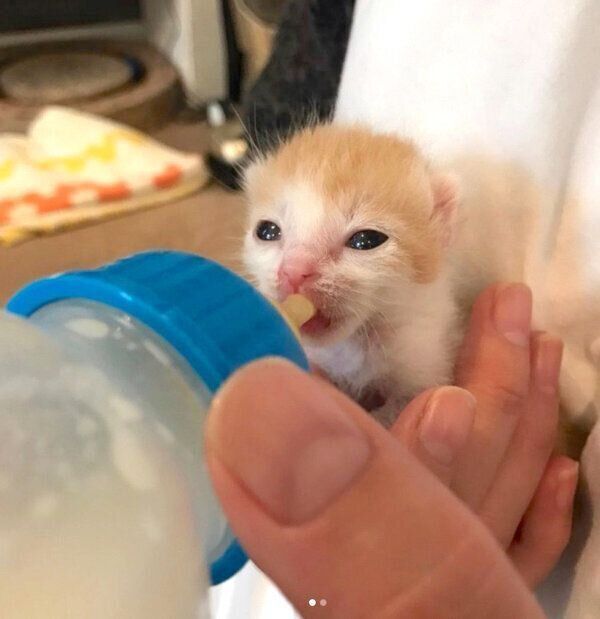 ミルクを飲むSUNちゃん