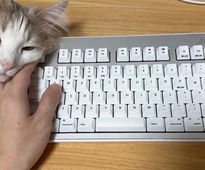 仕事中の飼い主さんの手にくっつくエドくん