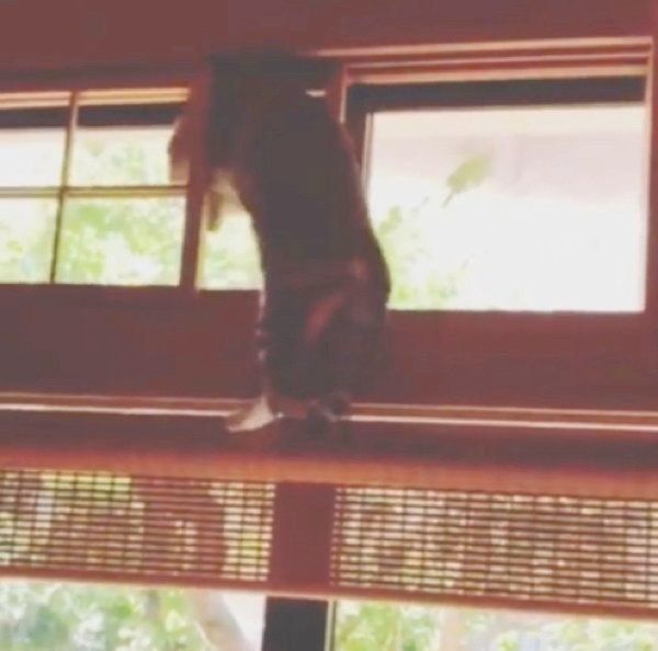 家の中を探検する猫