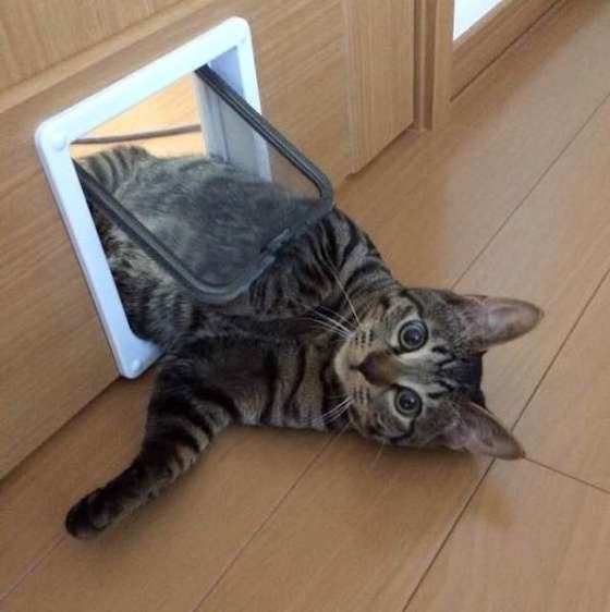 ねこドアから顔を出す猫