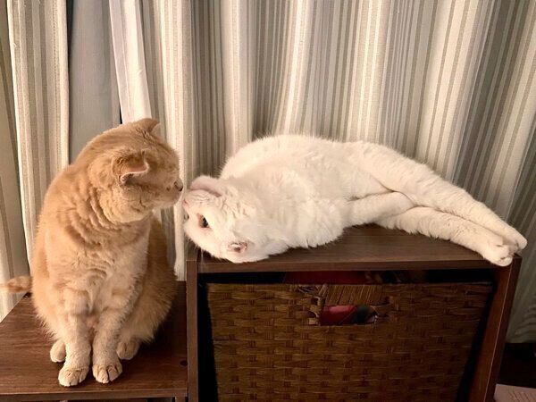 見つめ合うむくちゃんともろみちゃん