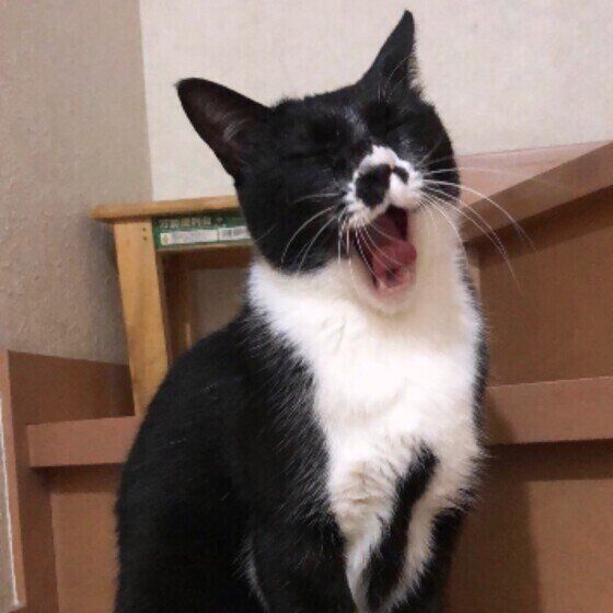 あくびをする猫