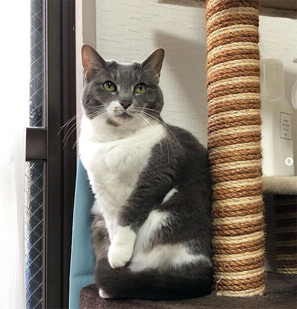 お座りするぎんちゃん