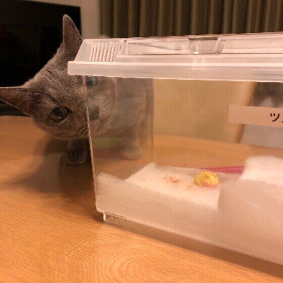 水槽を覗くロシアンブルーのシオンくん