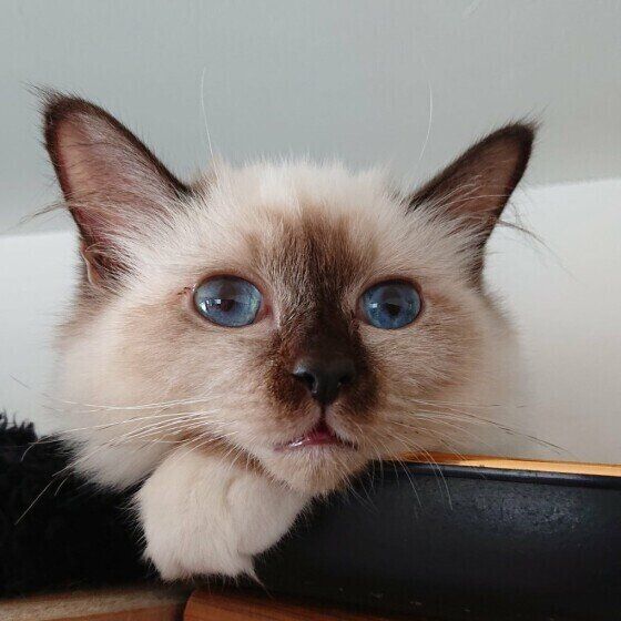 バーマンのクイルちゃん