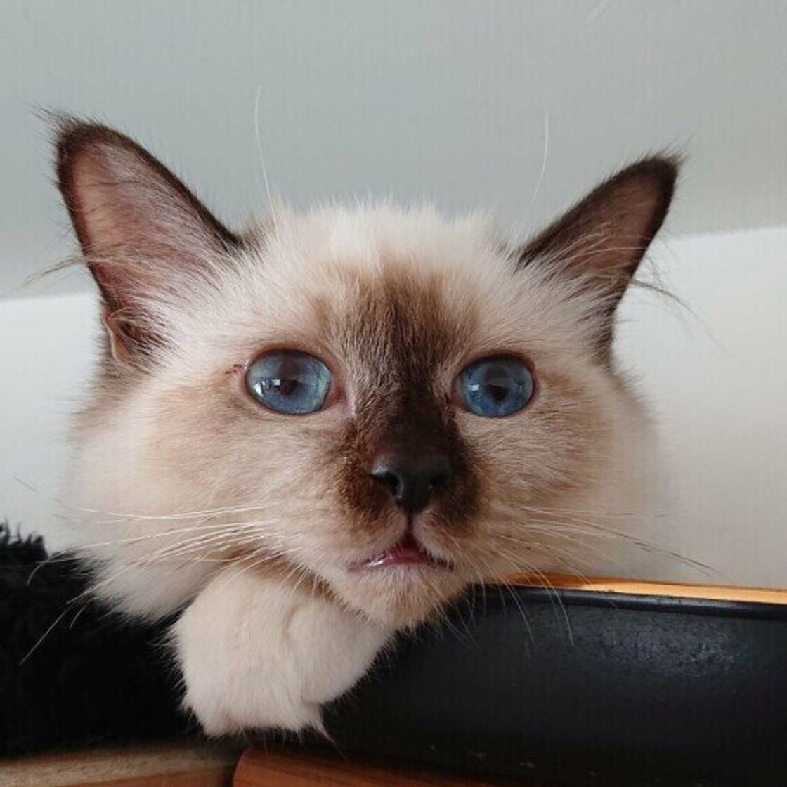 ビルマの寺院の伝説にも登場する バーマン ってどんな猫 ねこのきもちweb Magazine ビルマの寺院の伝説にも登場する バーマン ってどんな猫 ねこのきもちweb Magazine