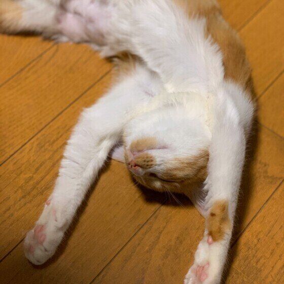 茶白猫のゆずちゃん