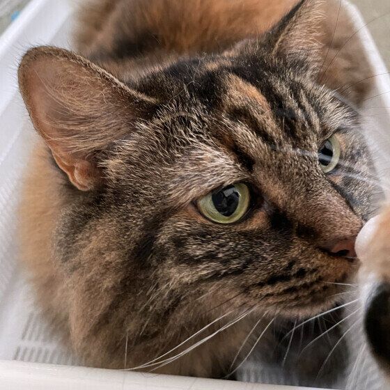 鼻チューするマンチカン