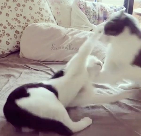 じゃれ合う猫