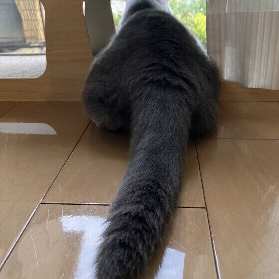 ブリティッシュショートヘアのしっぽ