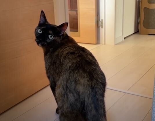 猫　モモちゃん