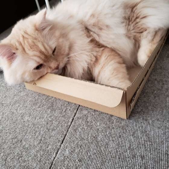 ポンくん スコティッシュフォールド・ロングヘア