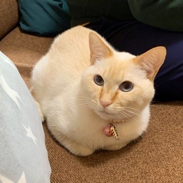 香箱座りをする白玉ちゃん