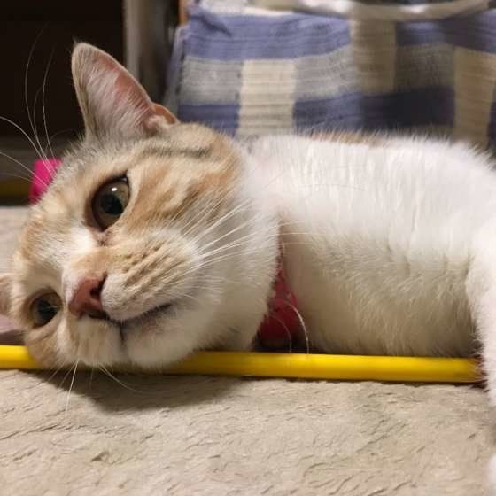 寝転がるスコティッシュフォールド