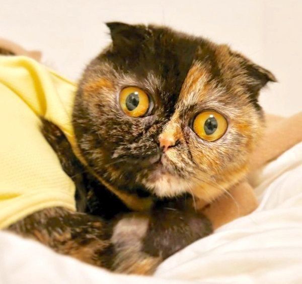 元保護猫・うにちゃん