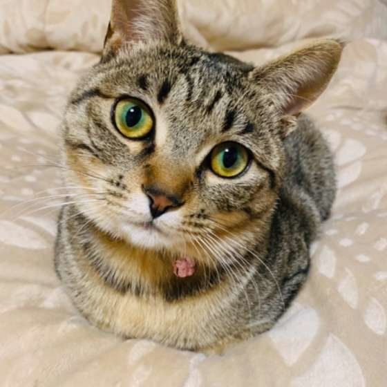 重箱座りするキジトラ