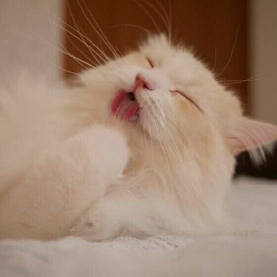 ラガマフィンのひなたくん