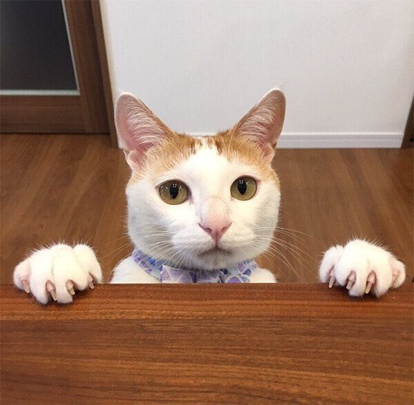 おねだりするむぎくん