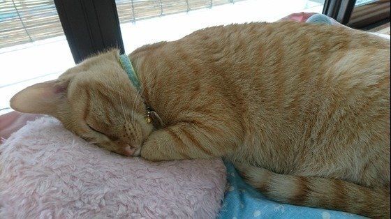 ねこのきもち投稿写真ギャラリー