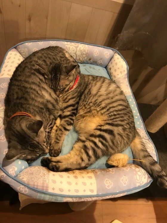 猫団子で寝ている猫2匹