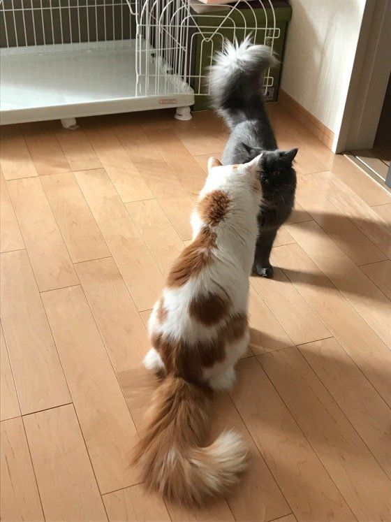 うにくん ノルウェージアンフォレストキャット