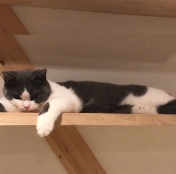 直立伸びする猫