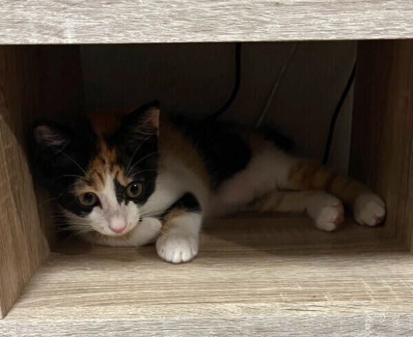 お迎え当時のてぃらのちゃん