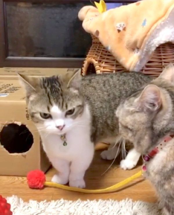 遊ぶマンチカン