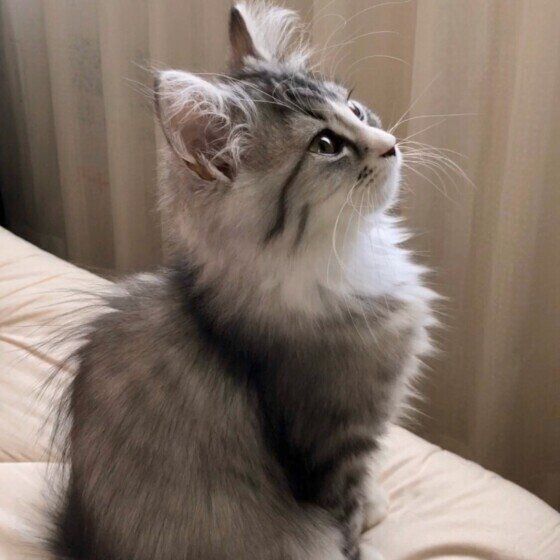 見上げるマンチカン・ロングヘア