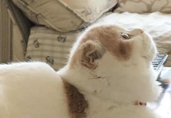 見上げるスコティッシュフォールド