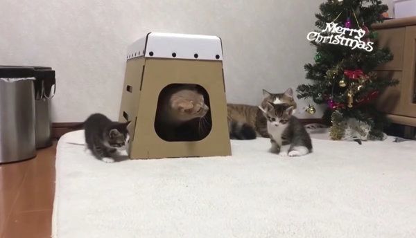 とび箱で遊ぶ猫