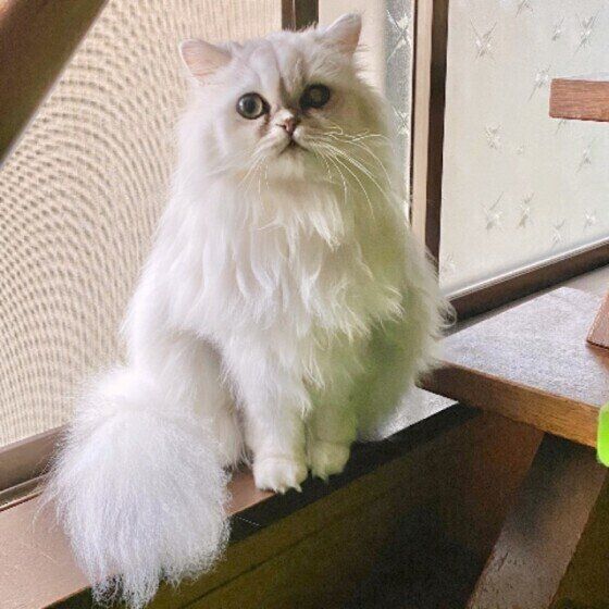 澄まし顔のペルシャ