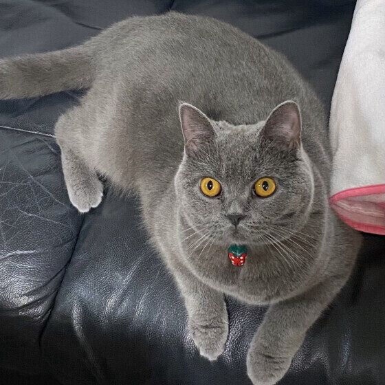 ブリティッシュショートヘアのまるちゃん