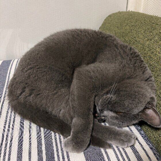 ブリティッシュショートヘアのマリウスくん