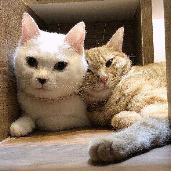 シフォンちゃん（MIX）