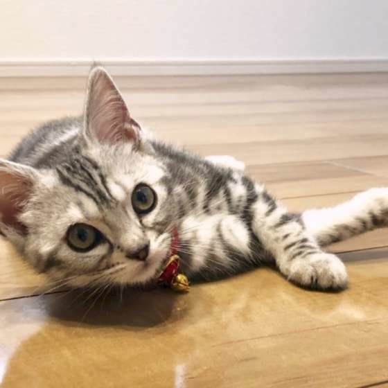 アメリカンショートヘアのモカちゃん