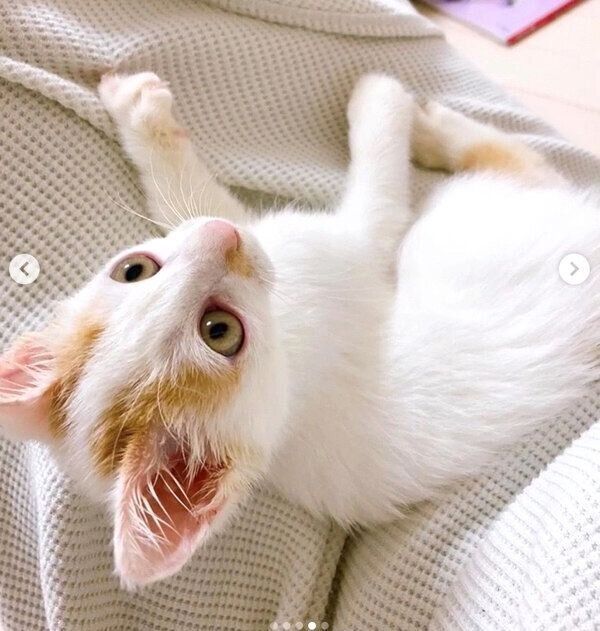 くつろぐりぼんちゃん