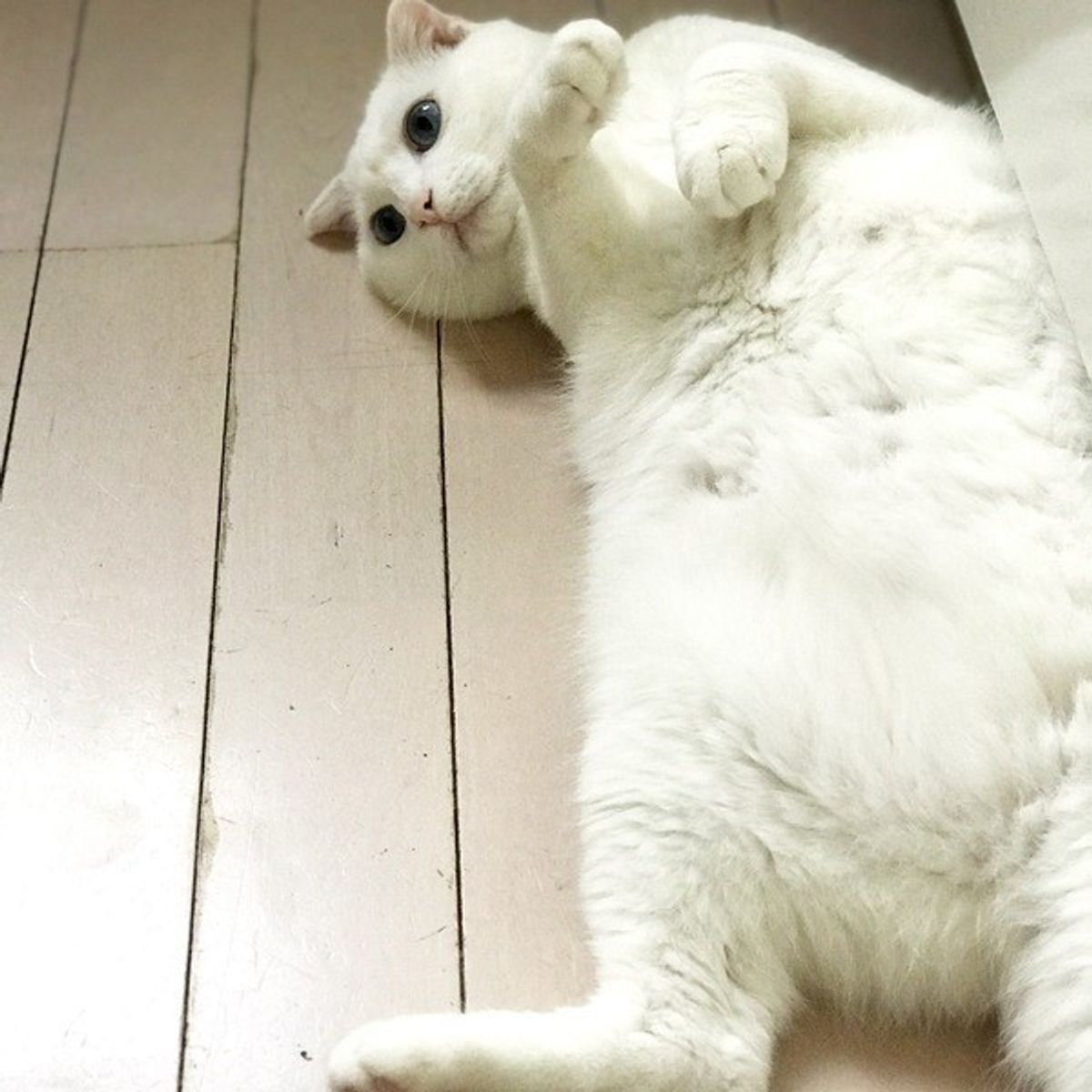 獣医師監修 愛情表現 病気 猫のまばたきで分かる気持ちと目の状態 ねこのきもちweb Magazine 獣医師監修 愛情表現 病気 猫のまばたきで分かる気持ちと目の状態 ねこのきもちweb Magazine