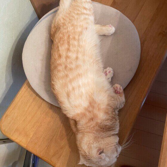 眠るスコティッシュフォールド