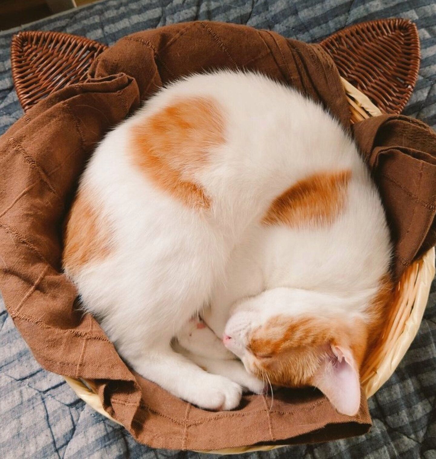 生後3カ月のころに撮影したおちゃまるくん