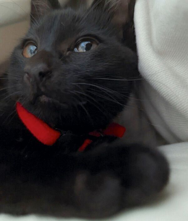 目をキラキラさせるシディーちゃん