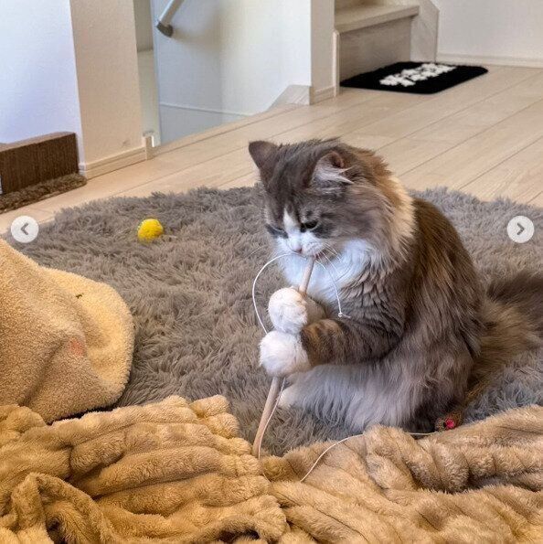 猫じゃらしの棒をかむぷーあるくん