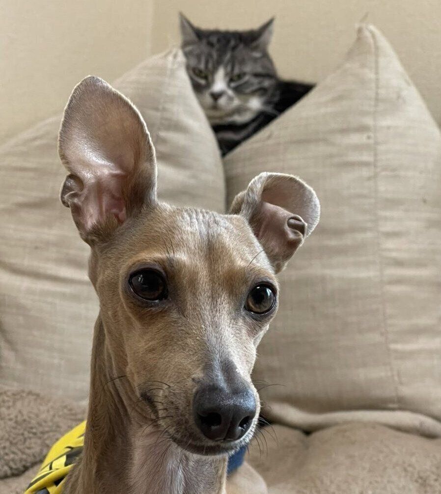 犬の新吉ちゃんを冷たい目で見つめる猫の玉三郎ちゃん