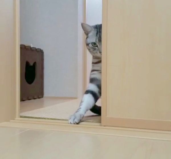 おやつを催促するアメリカンショートヘア