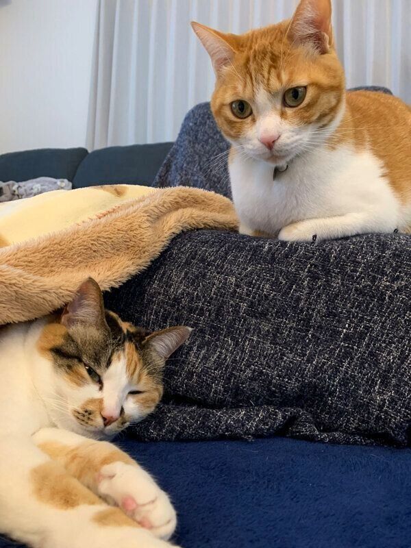 まったりするコムギちゃん、卍丸くん