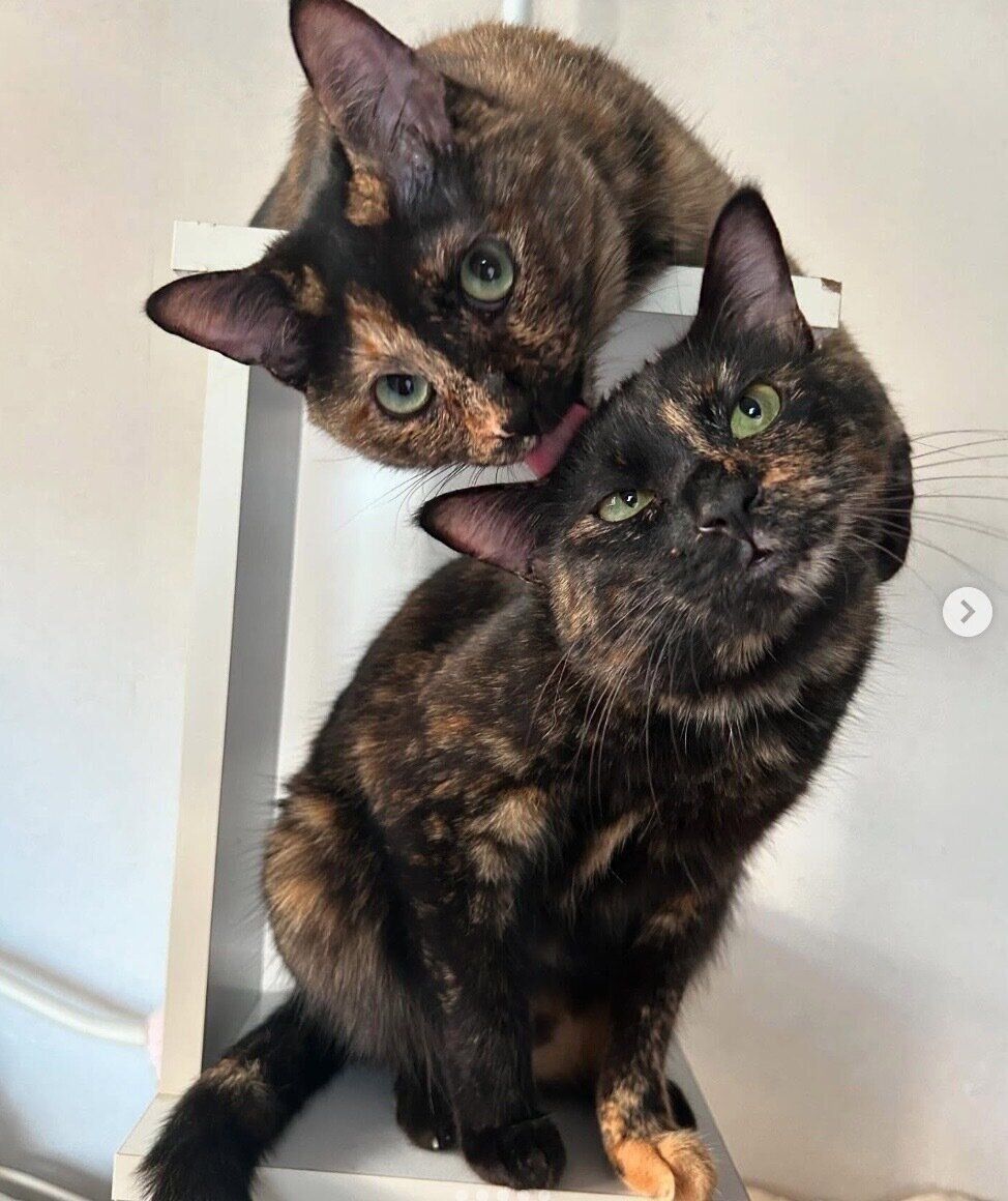 ツヴェちゃんのことをなめるエルちゃん