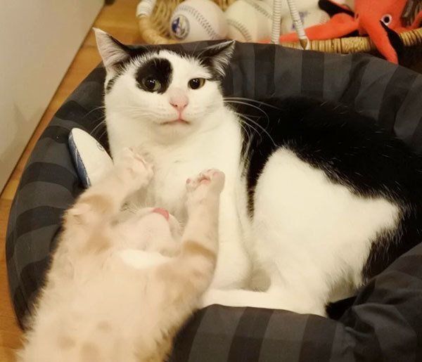 パンきゅんとねくすちゃん