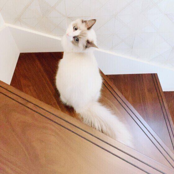 振り返る猫（ラグドール、メス）